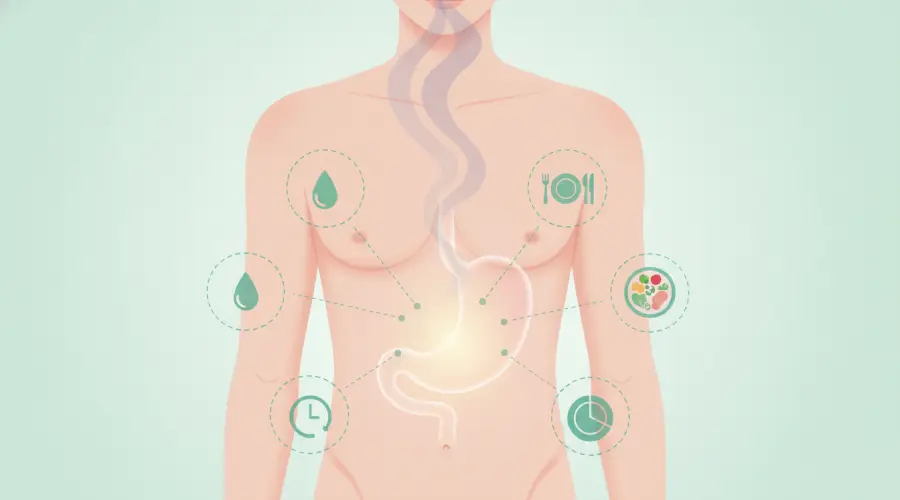 Illustration showing a human torso with a highlighted stomach, representing digestive-related bad breath. Soft icons indicate hydration, healthy eating, and small meal portions. Calm, educational, and fresh visual style.